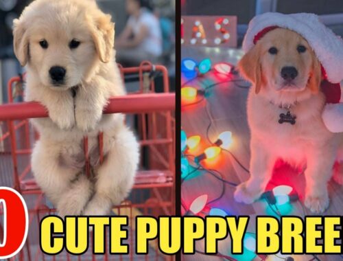 10 CUTE Puppy Breeds / Top Cute dog Breeds
