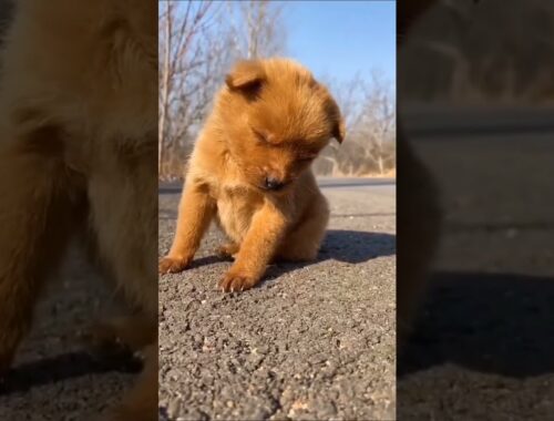 cute puppy shorts video| dogs new status video| #short #shorts #cute #puppy #dogs #status #lutgye
