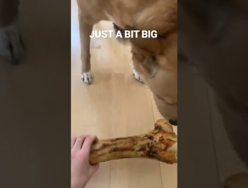 Cute Puppy Gets The Biggest Bone Ever