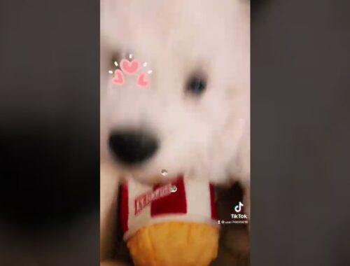 Cute puppy chasing popcorn toy