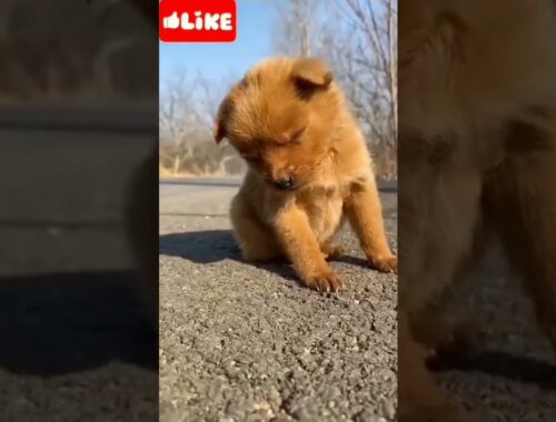 cute puppy funny video #short #viralvideo