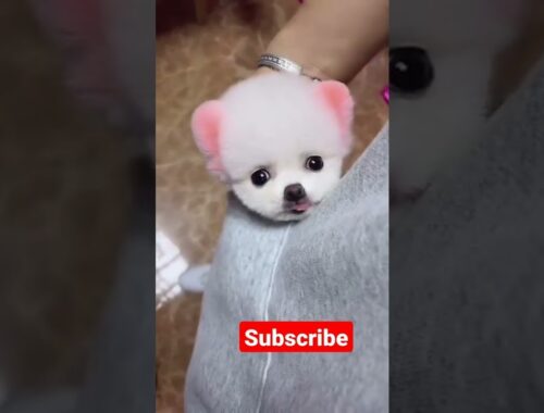 cute puppy #aknix #subscribe