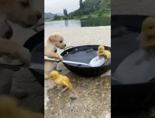 cute puppy with ducks