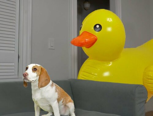 Puppy vs Giant Rubber Ducky Prank: Cute Puppy Dog Indie