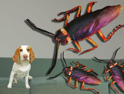 Puppy vs Giant Cockroach Invasion Prank! Cute Puppy Dog Indie Battles The Biggest Bugs in the World