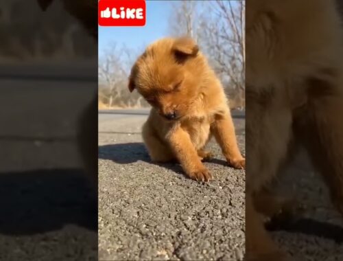 cute puppy #short #animals #shortvideo #viralvideo