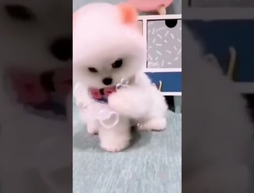 cute puppy cute pom dogs puppy lovely dogs poms #shorts #dog #cute#kute dogs #animals #puppy #puppy