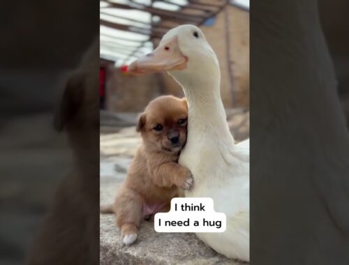 Puppy and duck cute friendship goals #cute #puppy #duck  #dog #shorts #friendship #friendshipgoals