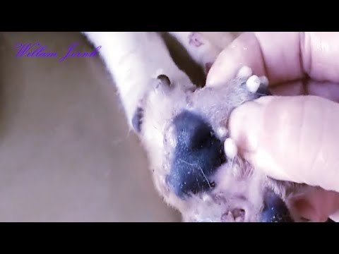 How To Help Cute Puppy !! Starring Mango worms and Make puppy happy #17