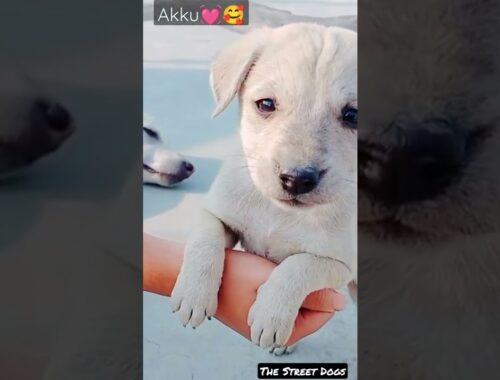 tu hai mera ye sansar sa || The Street Dogs || cute puppy || #viral #trending #shorts #akku  #puppy