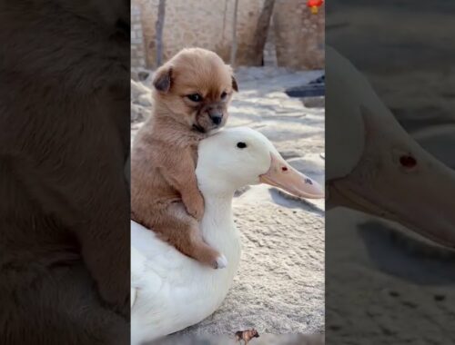 Cute Puppy's love for Duck #shorts #trending#viral #status #tiktok #comedy #cute #youtubeshorts