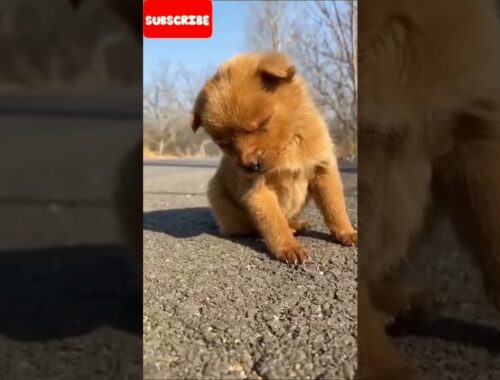 cute puppy status vedio #short #animals #viralvideo #pets #dog #pet4you#shortvideo