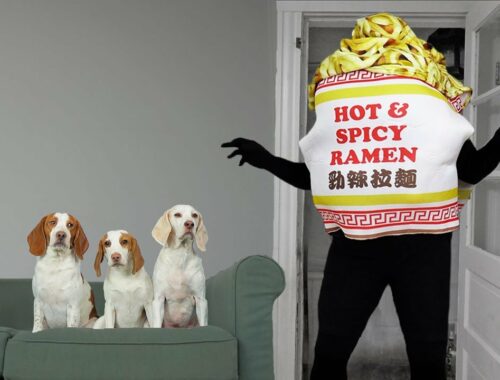 Dogs vs GIANT Noodle Cup: Funny Dogs Maymo, Potpie & Cute Puppy Indie Eat Noodles!