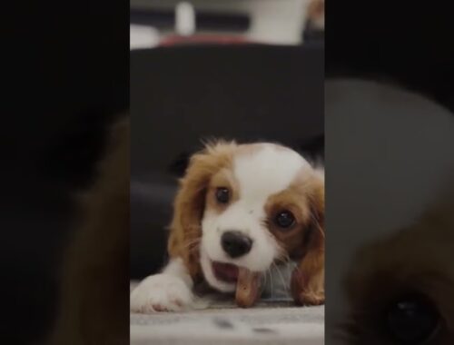 Cute puppy video #lovelydog #cutepuppy #dog #shorts