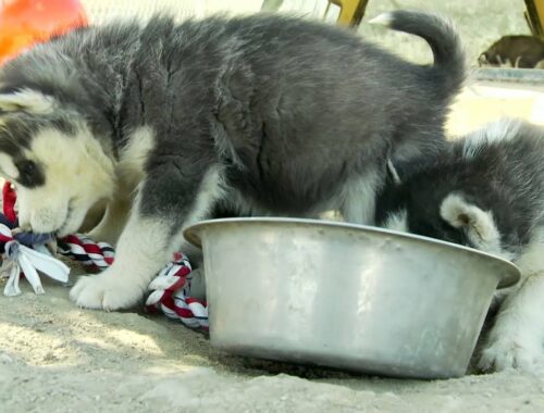 Husky Puppy Rope Battle! Too Cute - Puppy Love