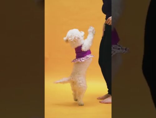 a cute puppy jumping