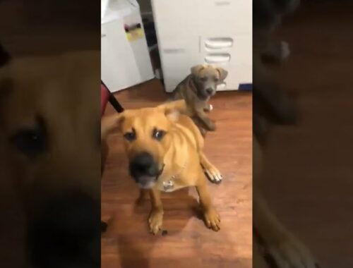Cute Puppy is Adorably Bad at Catching Treat! #Shorts #NationalPuppyDay