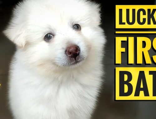 Cute Puppy First Bathing | Pomeranian Puppy Bath | Puppy's First Bath | Anna's ruchikootu