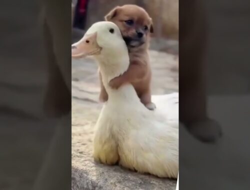 Cute puppy Dog Videos - A wonderful sensation between puppy dog & the duck #11