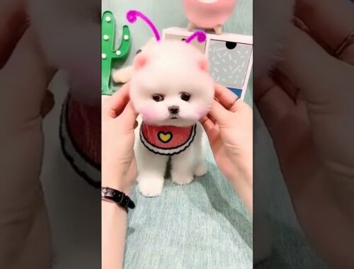 Cute Puppy #shorts Tiktok Puppy Compilation #puppy #dogs #shorts
