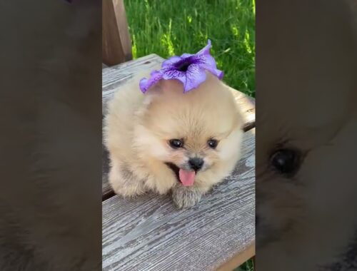 cute puppy #dog shortvideo#youtube video#viral youtube#trending