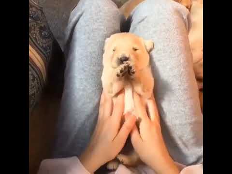 Cute Dogs Compilation - Funny Dog - Cute Puppy #shorts #puppy #cutepuppy #dog #trending