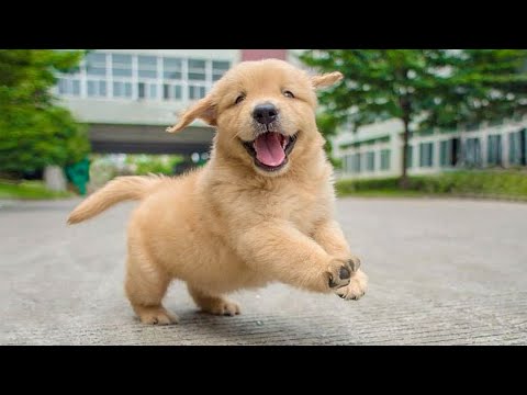 Funniest & Cutest Golden Retriever Puppies - 30 Minutes of Funny Puppy Videos 2022 #1