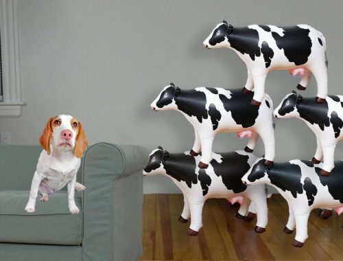 Puppy vs Cow Invasion Prank: Cute Puppy Dog Indie Surprised w/Inflatable Cows Mooing