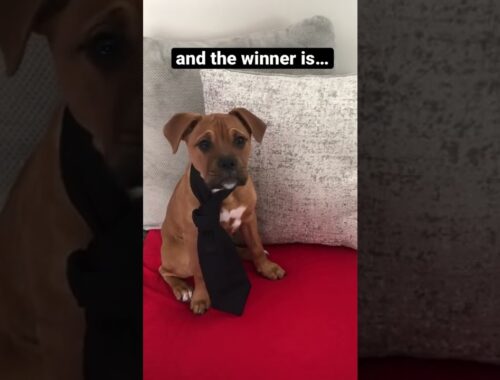Puppy REACTS to The Oscars 2022!  #shorts #cutepuppy