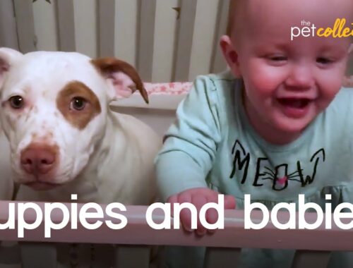 Adorable Puppies & Babies