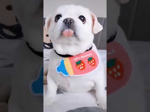 Cute puppy video #shorts