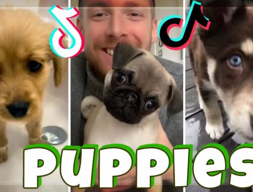 Funny Puppies TikTok video Compilation may 2020 | Cute puppy