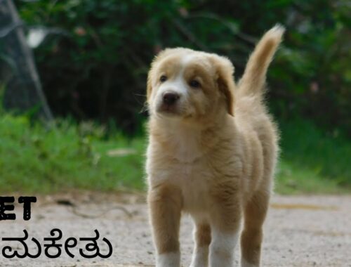 cute puppy funny video Indian breed cute puppy .