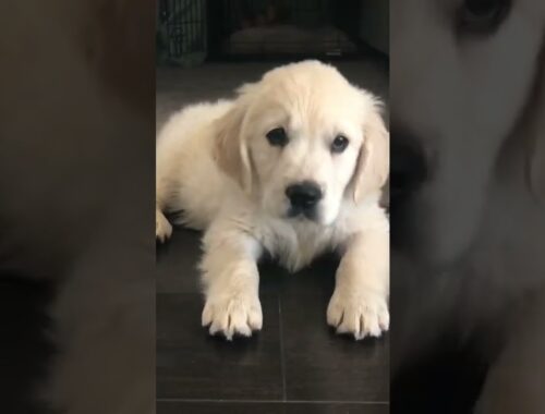 Cute Puppy Gets Told He’s a Good Boy #shorts