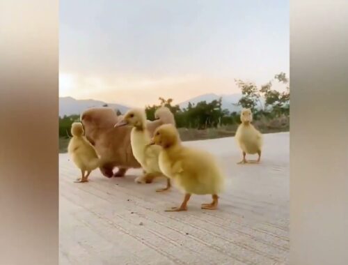 #  A Cute Puppy Became The Boss Of Five Ducklings #21