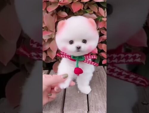 Cute Puppy happy moment