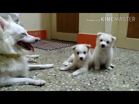 cute puppy edits 2#Indianspitz#cutepuppy