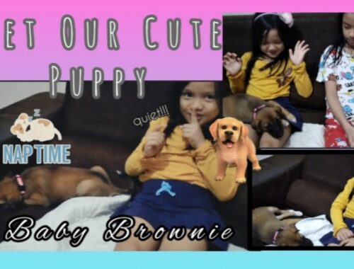 Meet Our Cute Puppy - Baby Brownie