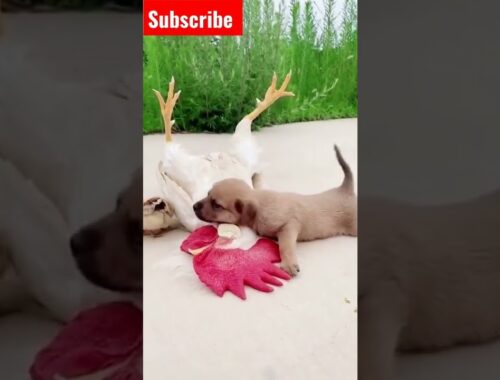 cute puppy with chicken #shortvideo