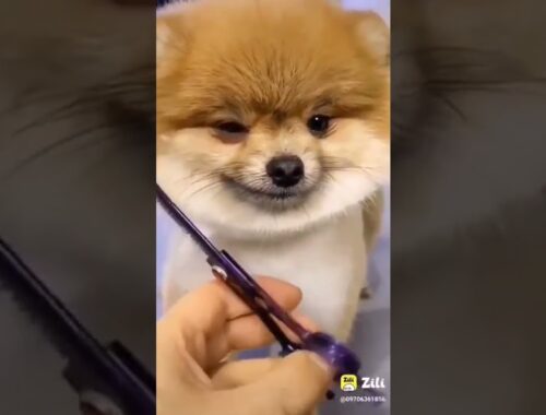 puppy hair cutting cute puppy #cuttinghair #short #viral_short_video #trending_status