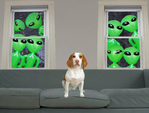 Puppy Not Scared of Alien Invasion Prank: Cute Puppy Dog Indie gets Pranked by Aliens!