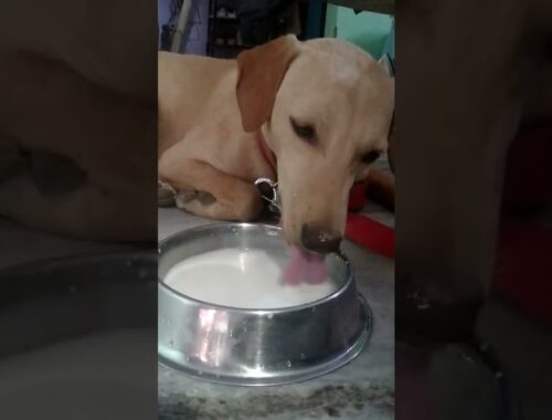 Miku drinking milk|dog drinking milk video|A cute puppy kuro|