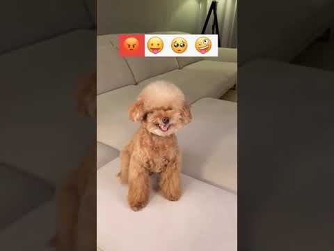Cute Dog Compilation Funny Dog Cute Puppy #cutedogs #dogwhatsappstatus |