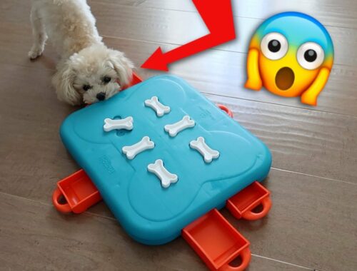 CUTE PUPPY DOES THIS WITH FOOD PUZZLES! Smart dog finding hidden treats
