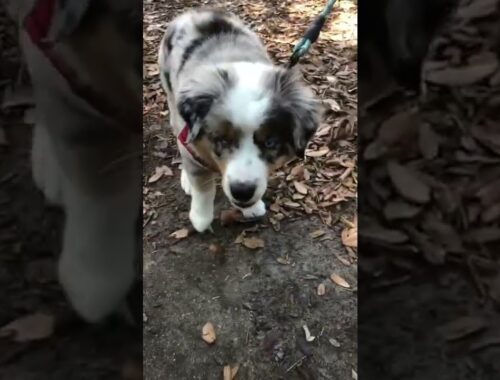 Cute puppy #shorts #subscribe #farmlife #cowgirl #adorable #puppy #aussie