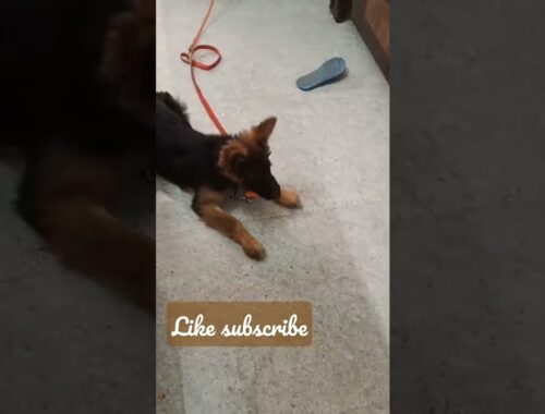 gsdog playing with carrot/funny dog#cute puppy#shorts#utube shorts