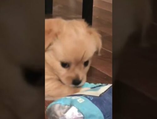 Cute puppy playing with his favorite toy