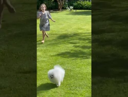 Cute Pomeranian puppy video | Cute dog videos Compilation 2022 #shorts  #puppy #dogs #tiktok #dog