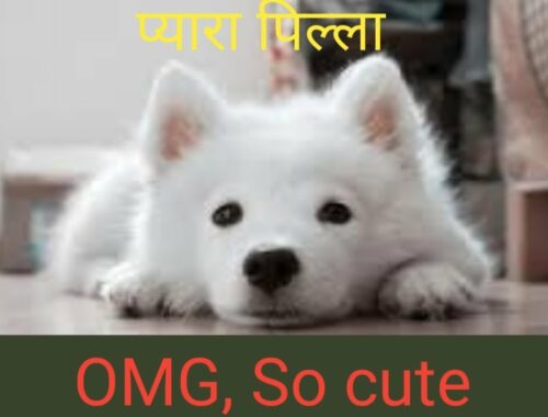 Cute puppy videos| cute puppy| cute dog| golden retriever| cute animals| # shorts