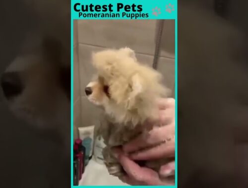 Bathing A Cute Puppy - Animal Videos - Funny And Cute Pet Moments #shorts